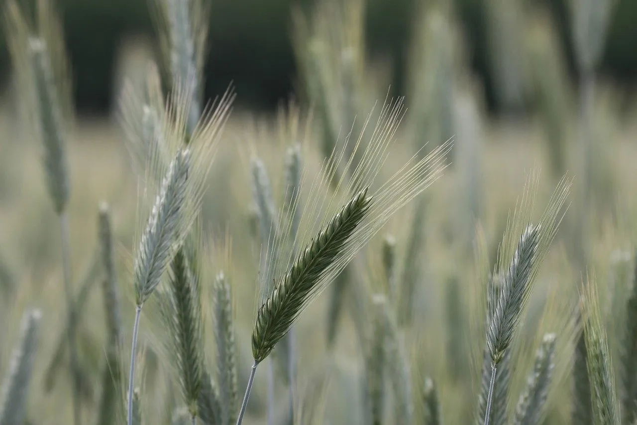 Fiagros voltam a ganhar força na B3; volume negociado dispara 18%