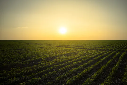 BTG vê janela para valorizar terras agrícolas; entenda o potencial para o SNFZ11