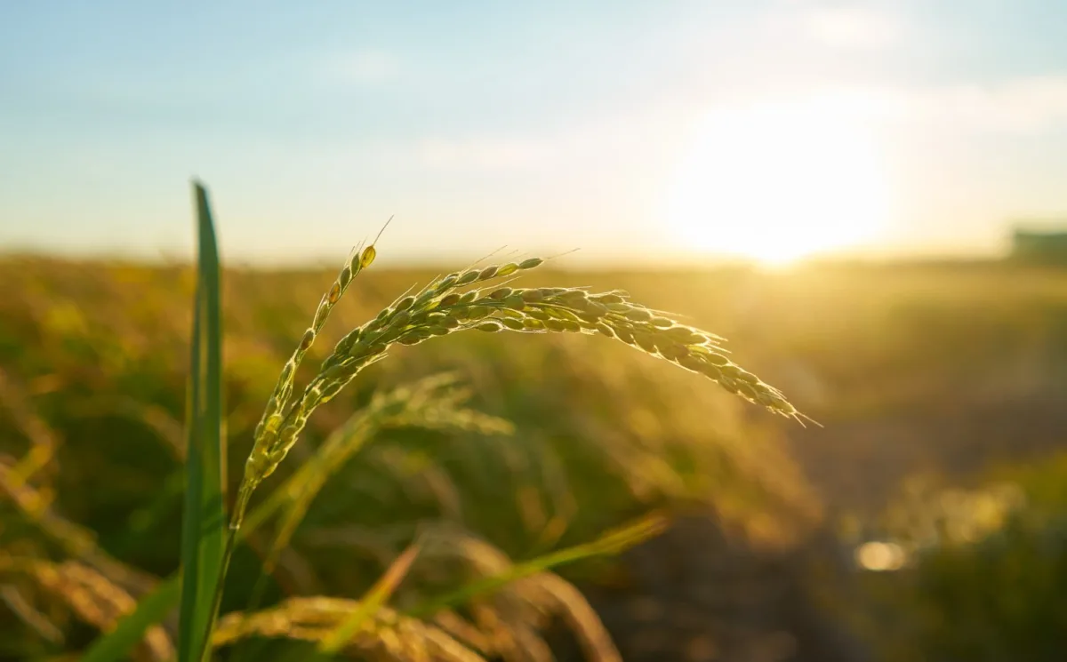 Fiagros: mercado vê potencial de crescimento para financiar agronegócio