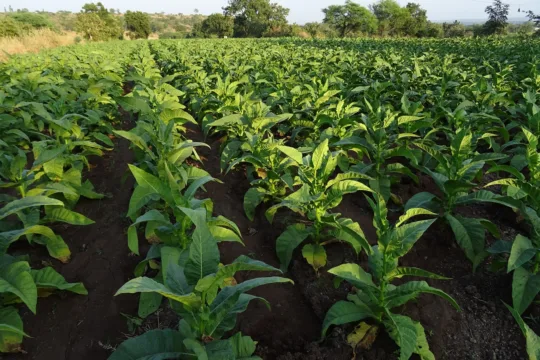 Abertura de 651 mercados ao agro reforça perspectiva para Fiagros como SNAG11