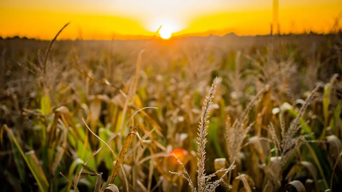 Primeiro Fiagro híbrido do Brasil anuncia novos dividendos para maio. Foto: Pixabay