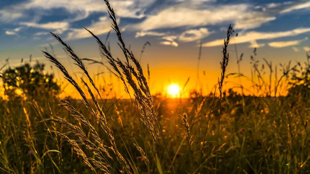 Fiagro paga dividendos com yield de 15,5% ao ano e anuncia resultado de R$ 4 milhões. Foto: Pixabay