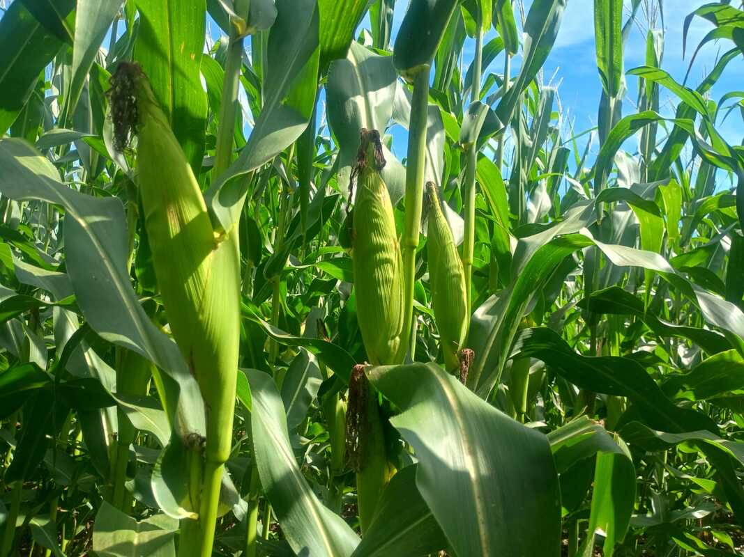 Plantio de milho safrinha em fazenda do SNFZ11. Foto: Divulgação.