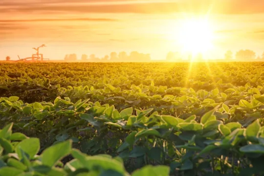 SNFZ11 surfa liderança do agro em MT com geração de renda e alta produtividade
