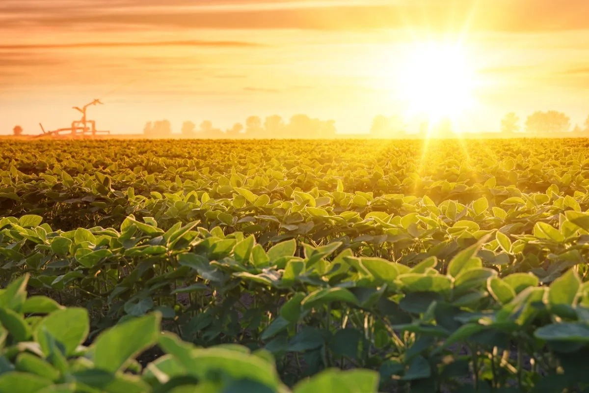 SNAG11: exportações do agro mineiro somam R$ 45,6 bi e reforçam cenário para crédito rural
