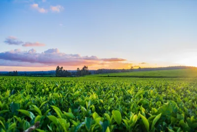 Agropecuária cresce 2,8%; desempenho reforça cenário para Fiagros como SNAG11