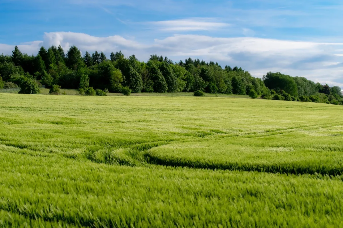 SNFZ11 cresce no agro com soja e safrinha — yield chega a 13%