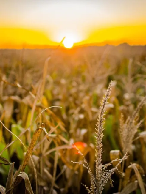 CRAA11, fiagro da Sparta. Foto: Pixabay