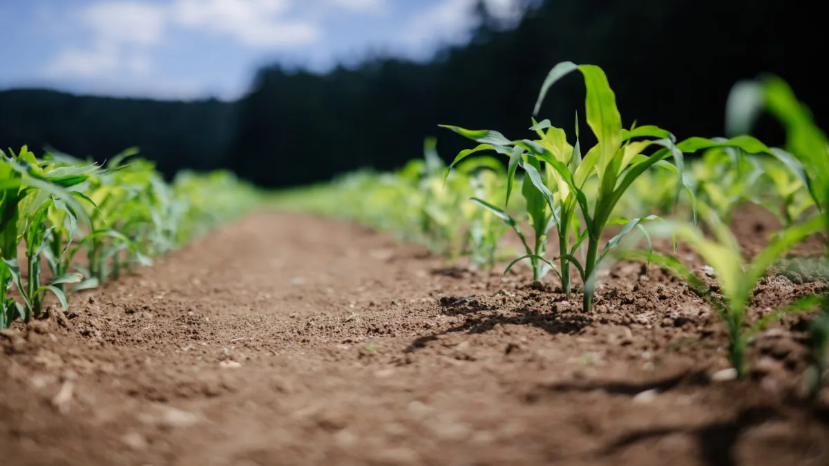 Fiagro. Foto: Unsplash