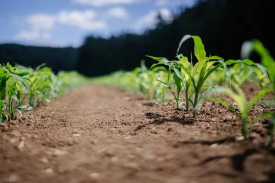 SNFZ11 cresce com safrinha e desempenho acima da média de fazendas no Mato Grosso