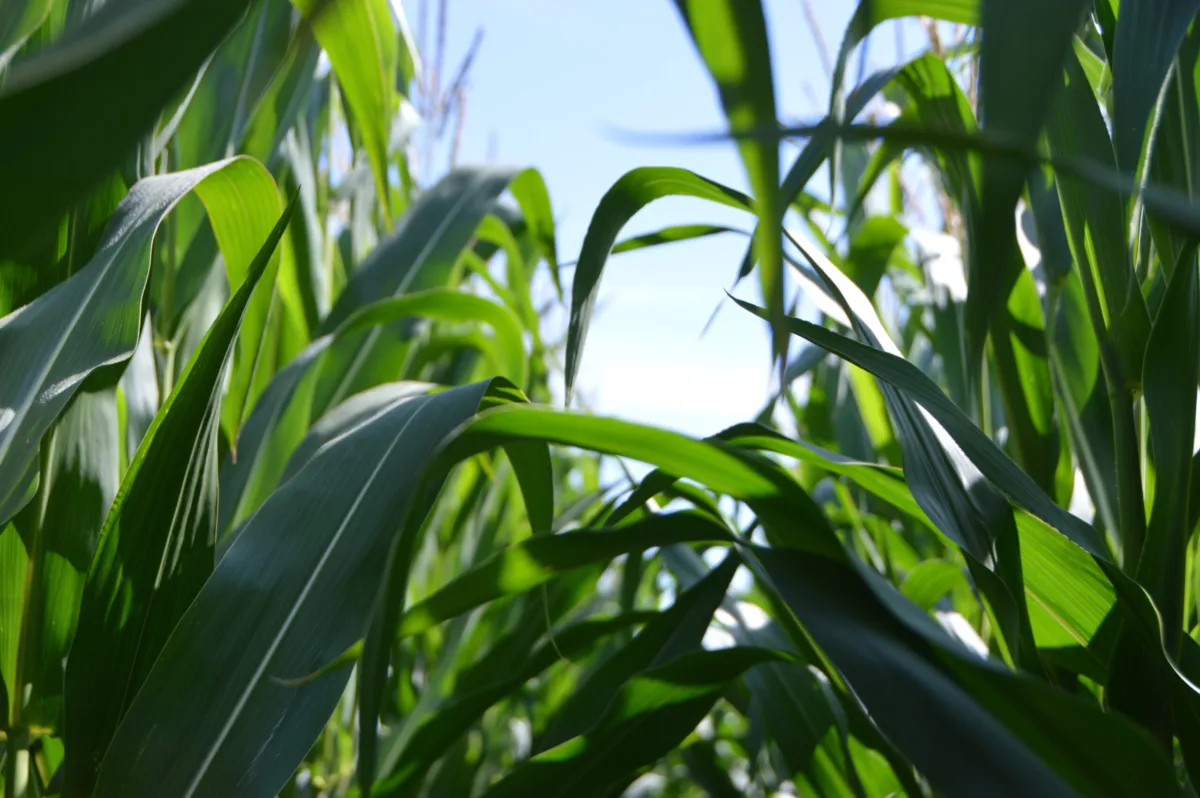Produtores superam 120 sacas por hectare e reforça tese de terras produtivas do SNFZ11