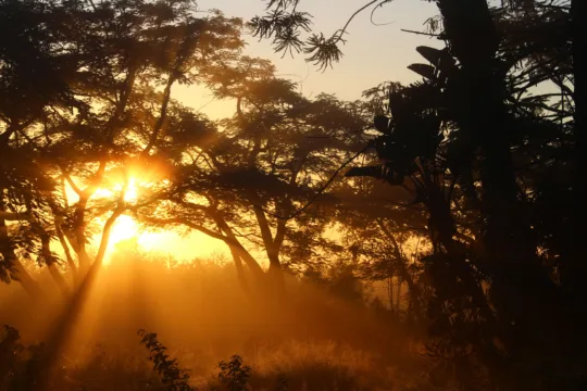 MXRF11, TRXF11, ALZR11 e XPIN11 são destaques do Bom Dia FIIs (26/6)