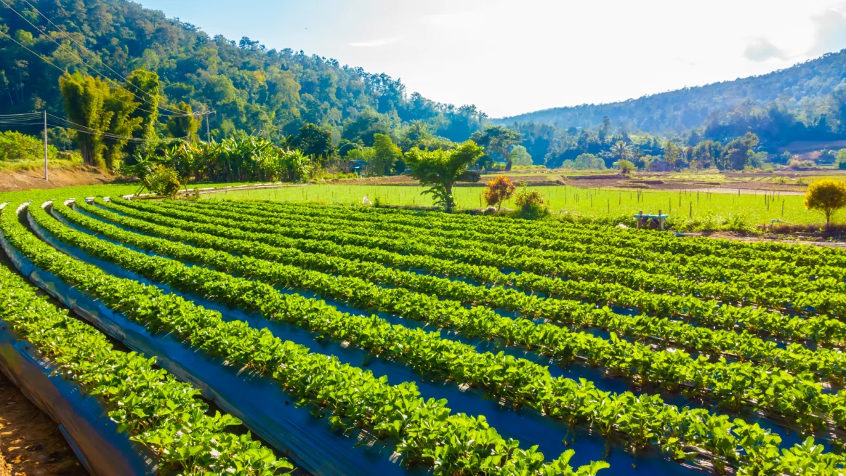 Fiagro AAZQ11.  Foto: Freepik